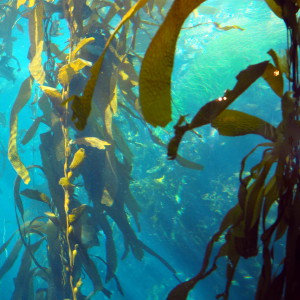 Kelp Monterey Bay Aquarium