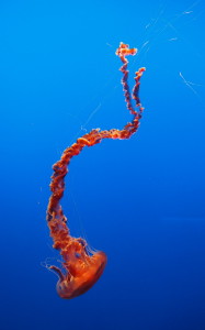 Jellyfish Monterey Bay Aquarium