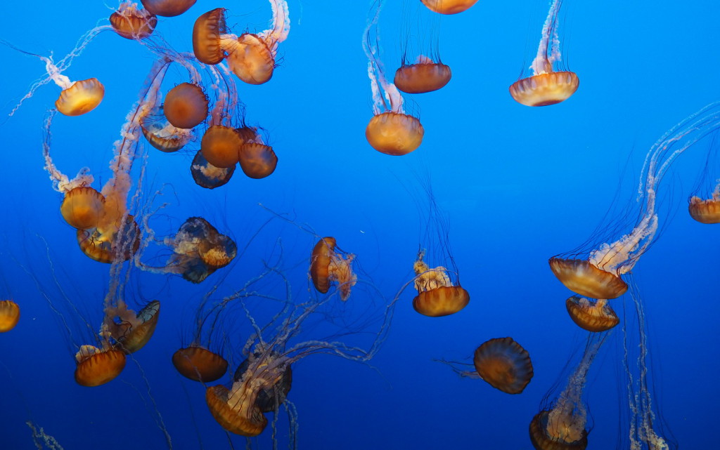 Jellyfish Monterey Bay Aquarium
