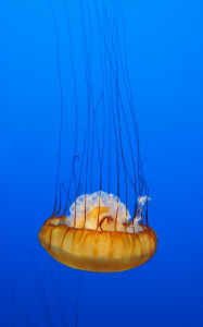 Jellyfish Monterey Bay Aquarium