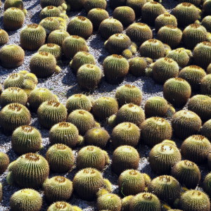 Getty Center Gardens