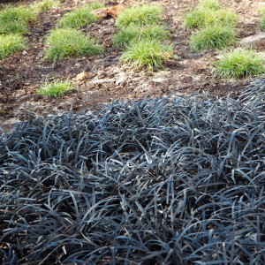 Getty Center Gardens