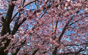 Spring blossom Oakhurst