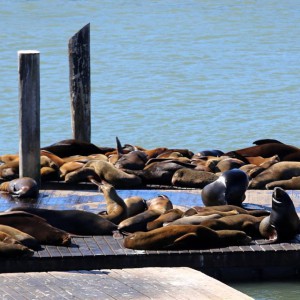 San Francisco sea lions