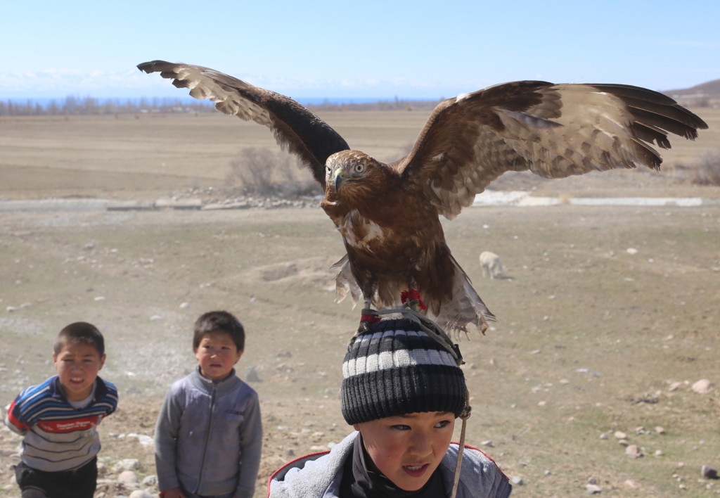 Haukka Issyk-Kul Kirgiisia