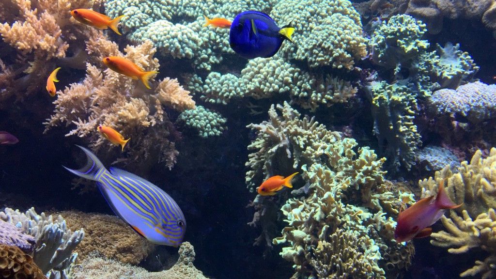 Nemoa etsimässä Oceanario Lissabon Portugal Nemoa etsimässä Oceanario Lissabon Portugal