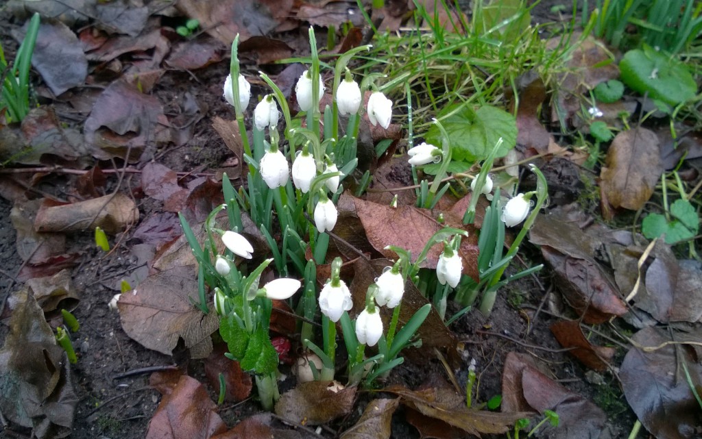 Lumikelloja Iirislahdessa 3.3.2015