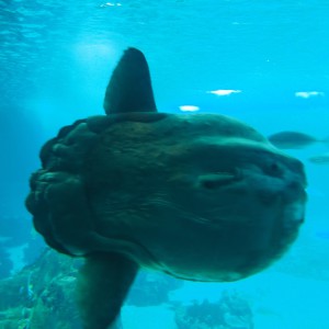 Ocean sunfish Oceanario Lissabon Portugal Ocean sunfish Oceanario Lissabon Portugal