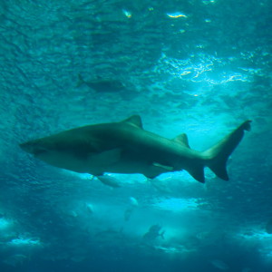 Oceanario Lissabon Portugal Oceanario Lissabon Portugal