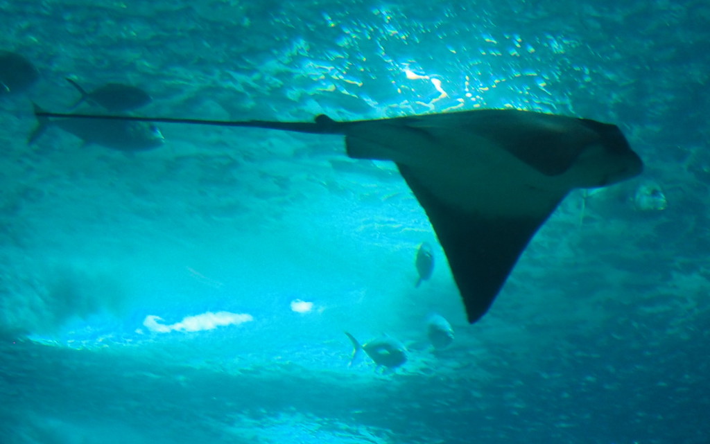 Oceanario Lissabon Portugal Oceanario Lissabon Portugal