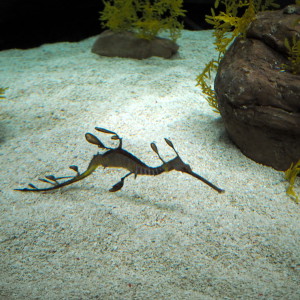 Merilohikäärme Oceanario Lissabon Portugal Merilohikäärme Oceanario Lissabon Portugal