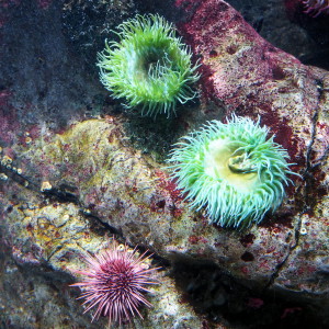 Oceanario Lissabon Portugal Oceanario Lissabon Portugal