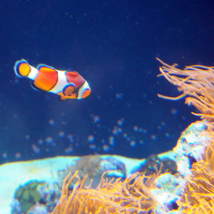 Nemoa etsimässä Oceanario Lissabon Portugal Nemoa etsimässä Oceanario Lissabon Portugal