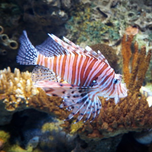 Oceanario Lissabon Portugal Oceanario Lissabon Portugal