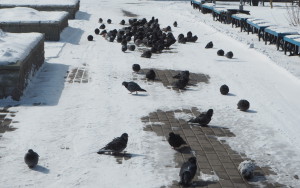 Astana puluja pakkasessa