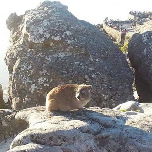 Tamaani suomeksi Dassie in english