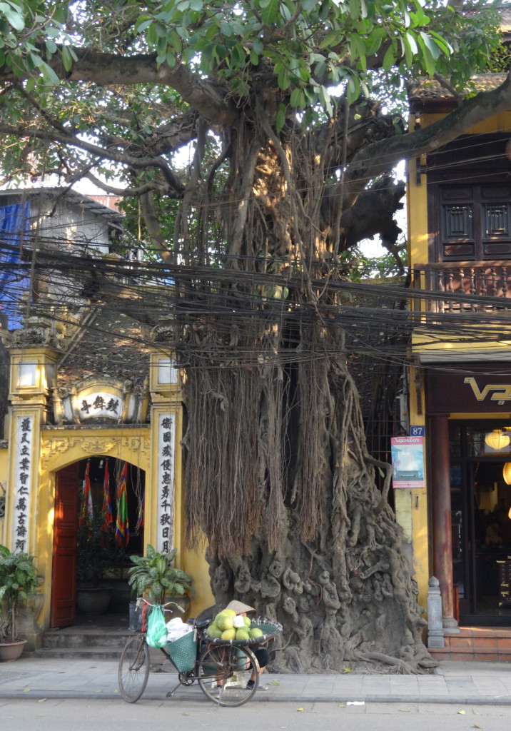 Hanoi Hang Gai puu