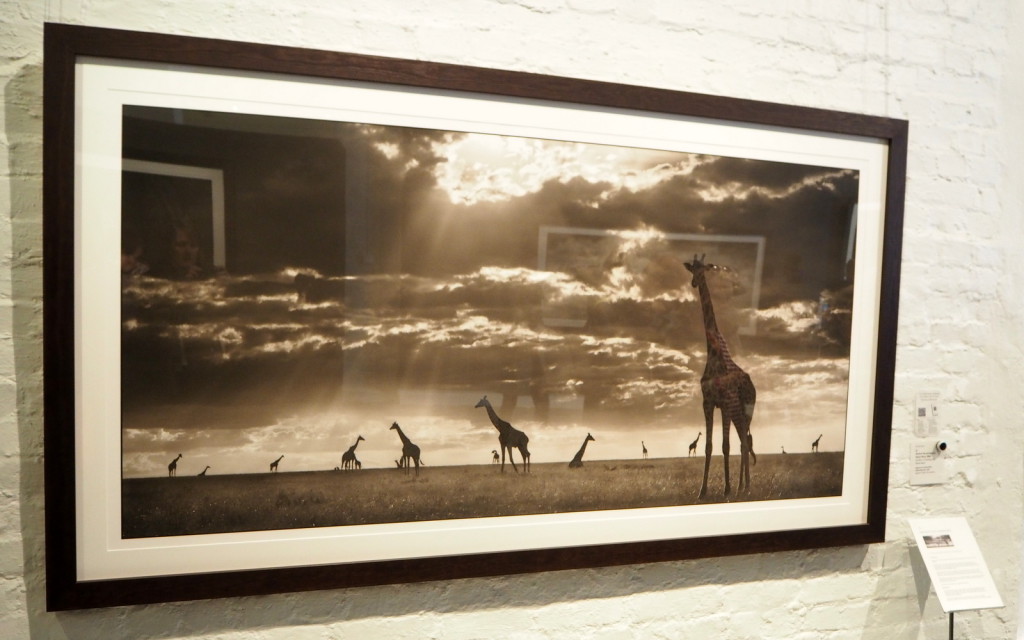 Nick Brandt Kirahvit viuhkana