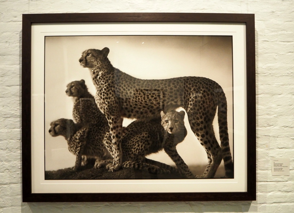 Nick Brandt Gepardi pentuineen