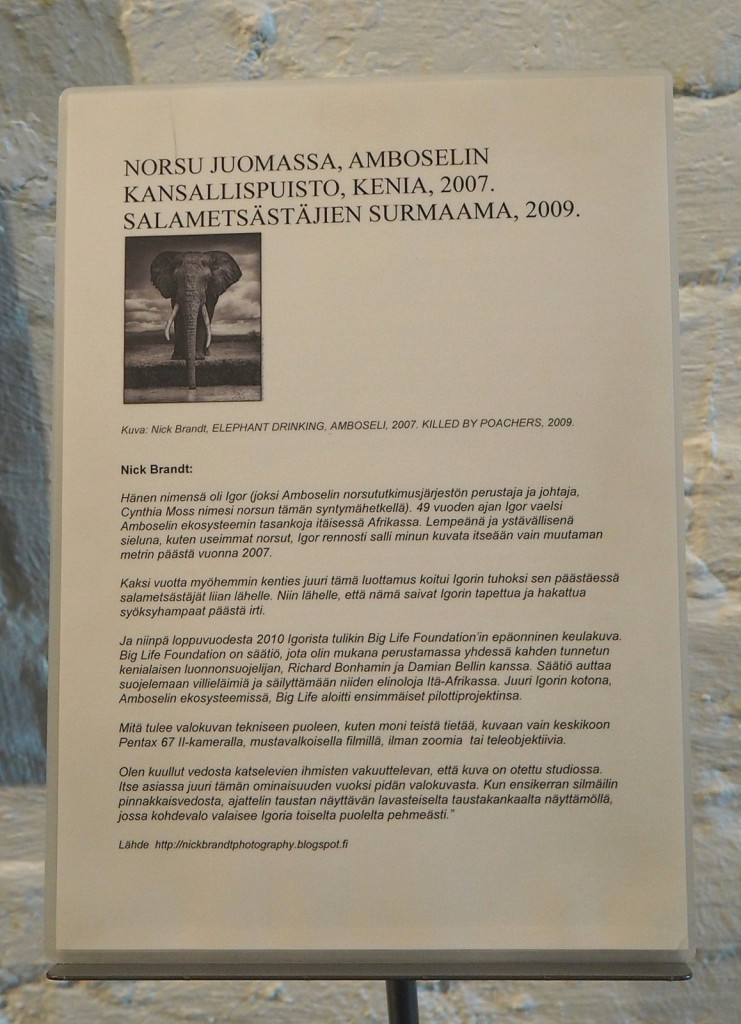 Nick Brandt Norsu juomassa kuvateksti