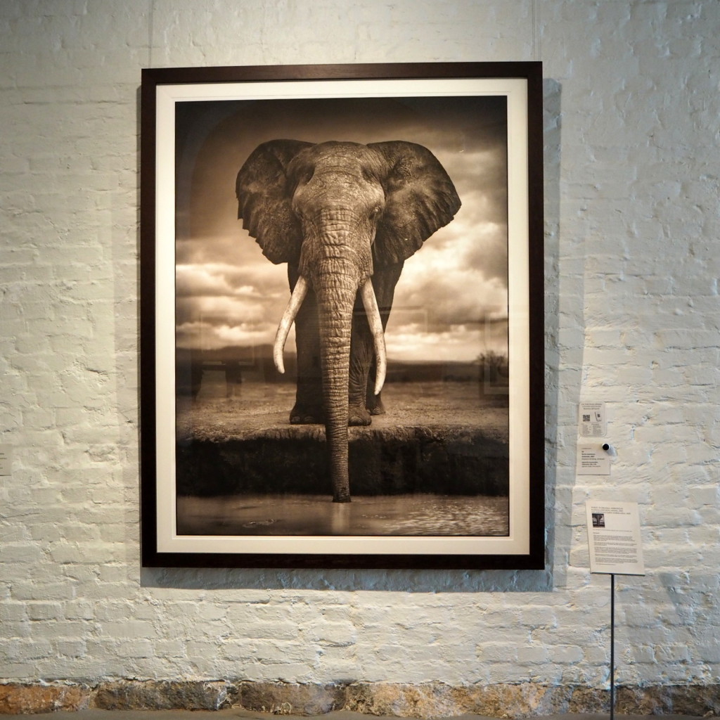 Nick Brandt Norsu juomassa