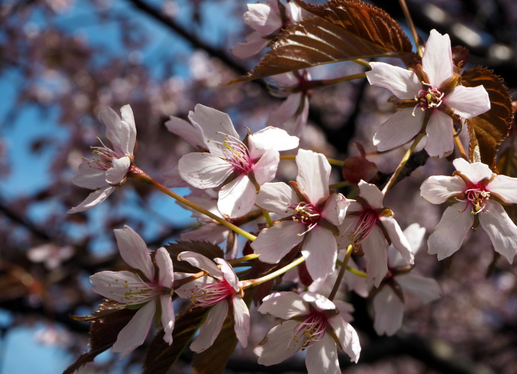 Roihuvuoren kirsikkapuisto