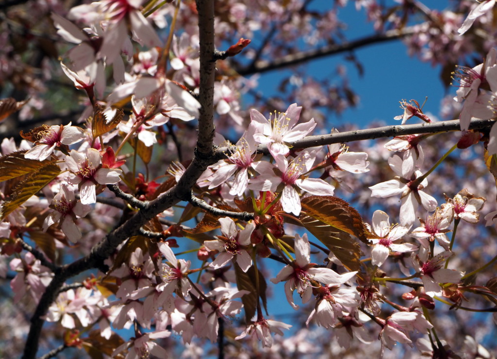 Roihuvuoren kirsikkapuisto