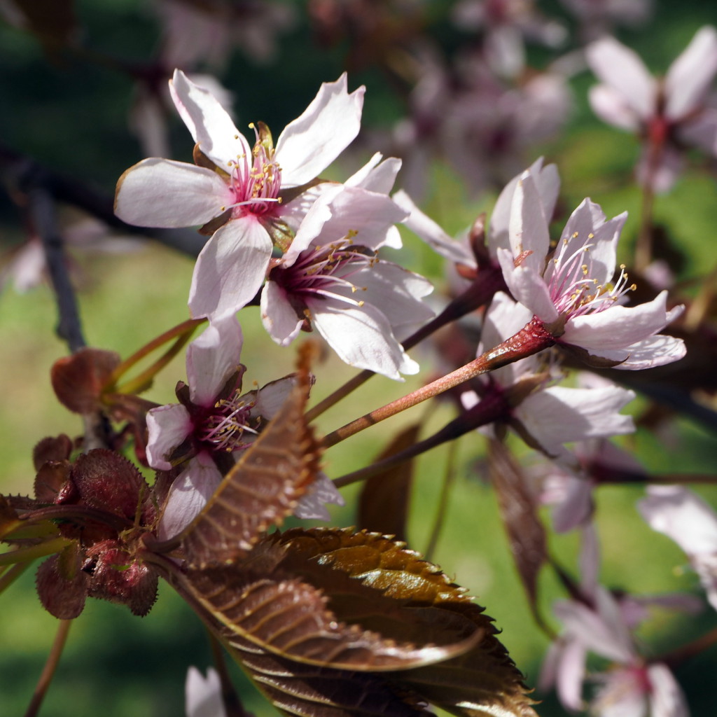 Roihuvuoren kirsikkapuisto