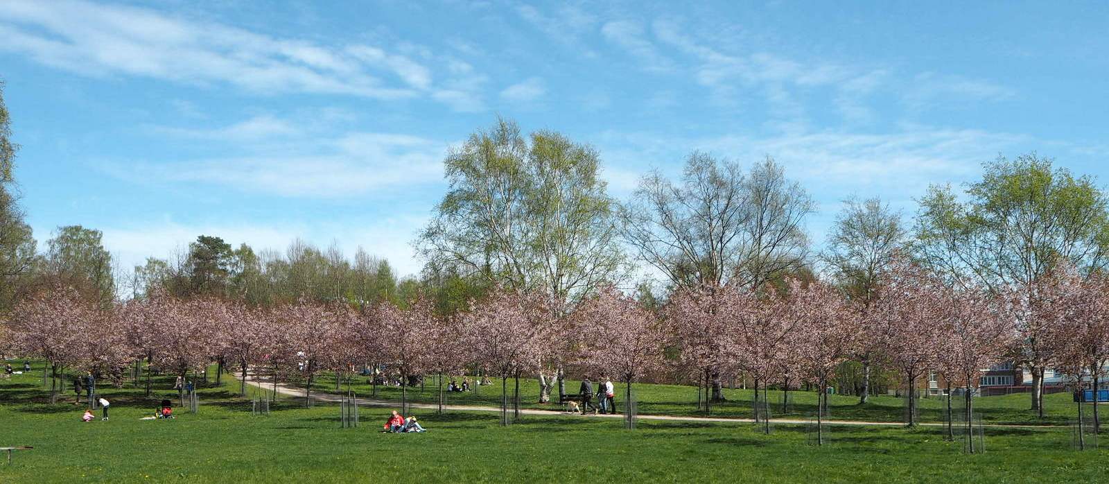 Roihuvuoren kirsikkapuisto