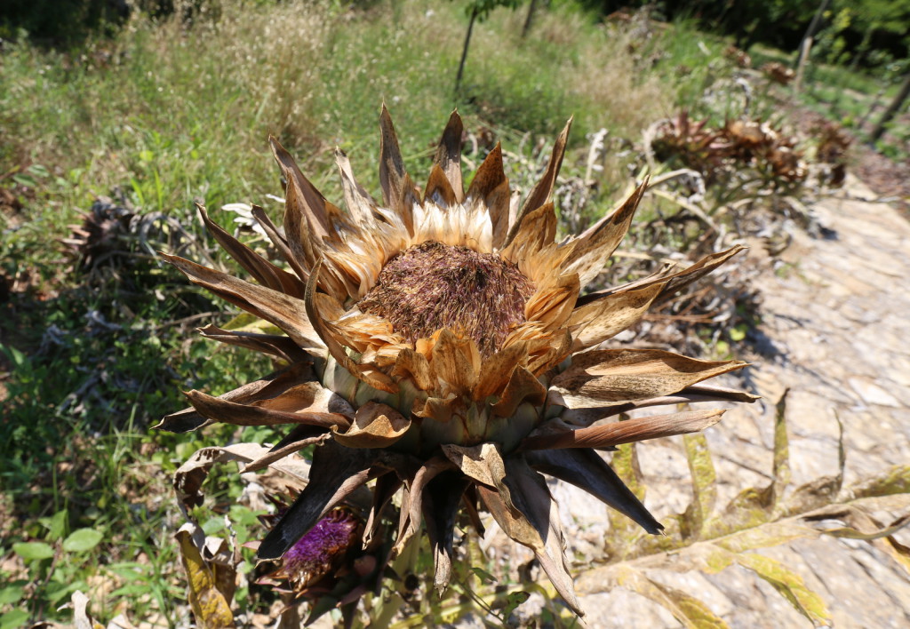 Cynara cardunculus artisokka