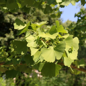 Jardin Botanique Sóller neidonhiuspuu