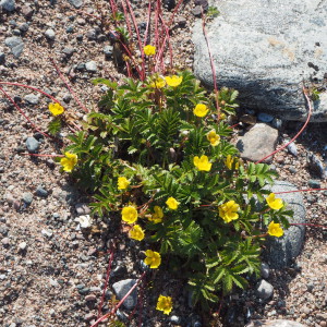 Ketohanhikki Örön länsirannalla