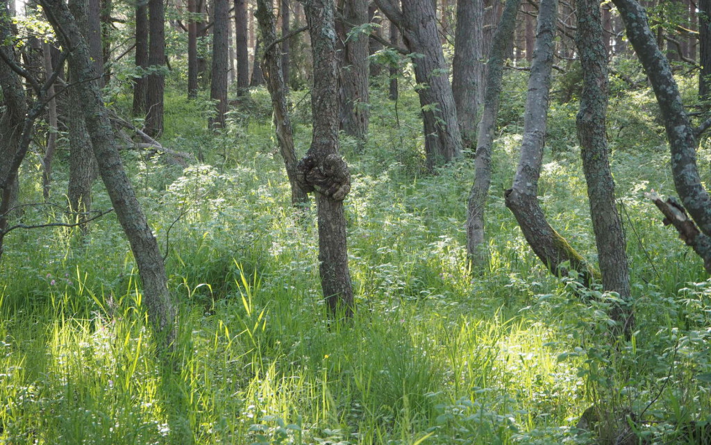 Örö saaren eteläosan metsää