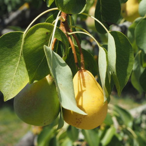 Jardin Botanique Sóller