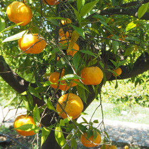 Jardin Botanique Sóller