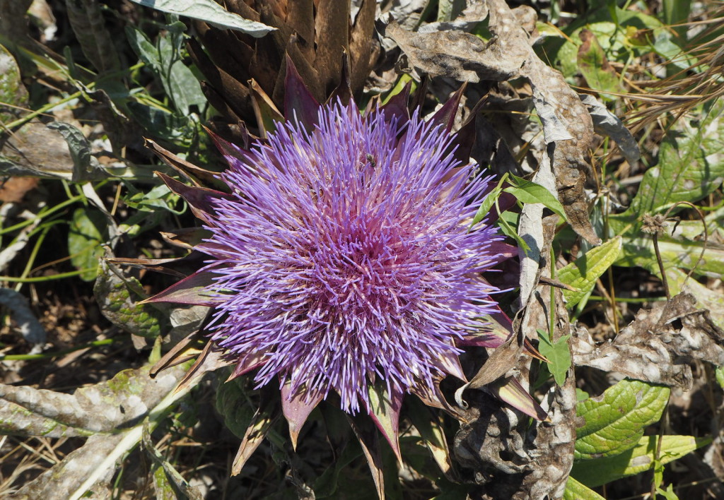 Cynara cardunculus artisokka