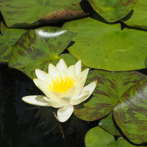 Jardin Botanique Sóller