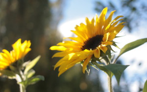 Auringonkukkia kotipihalla