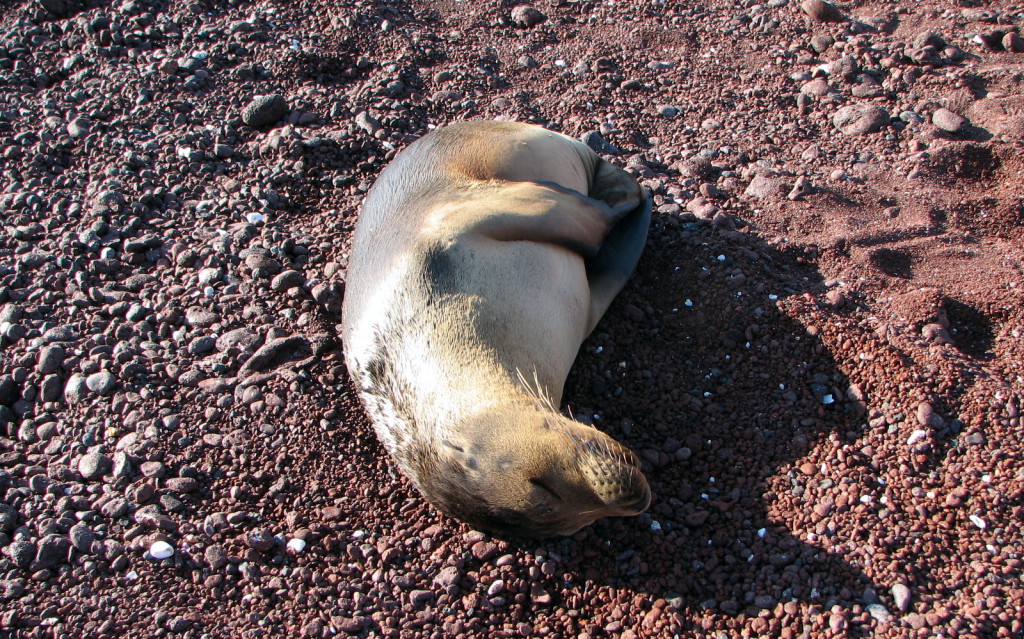 Galapagos