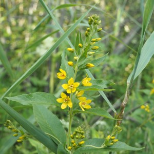 Laajalahti Espoo rantaniittyä