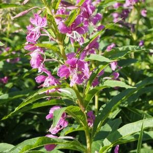 Laajalahti Espoo rantaniittyä