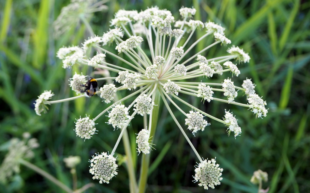 Laajalahti Espoo rantaniittyä