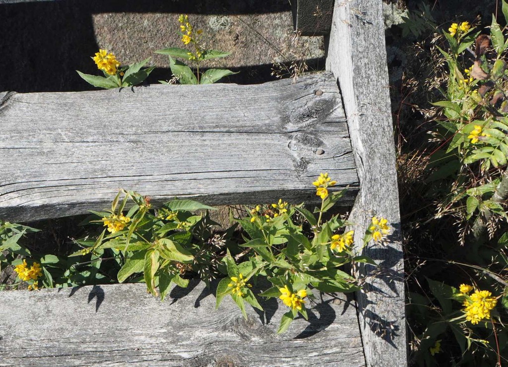 Hauensuoli Hauensuoli