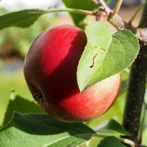 Kesän omenasadon puolikas