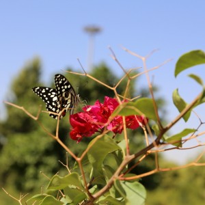 Sa'din hautamauseleumi Shiraz Persia