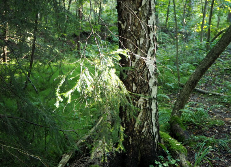 Kruunuvuori Kruunuvuori