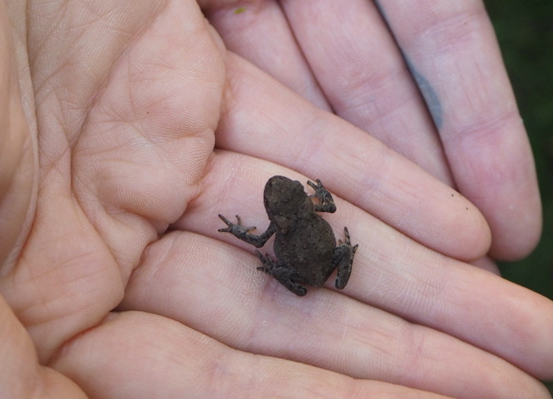 Kruunuvuori sammakko