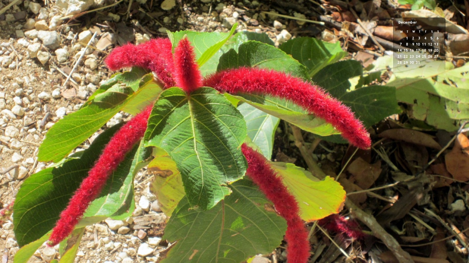 Joulukuun kuva – Grand Cayman