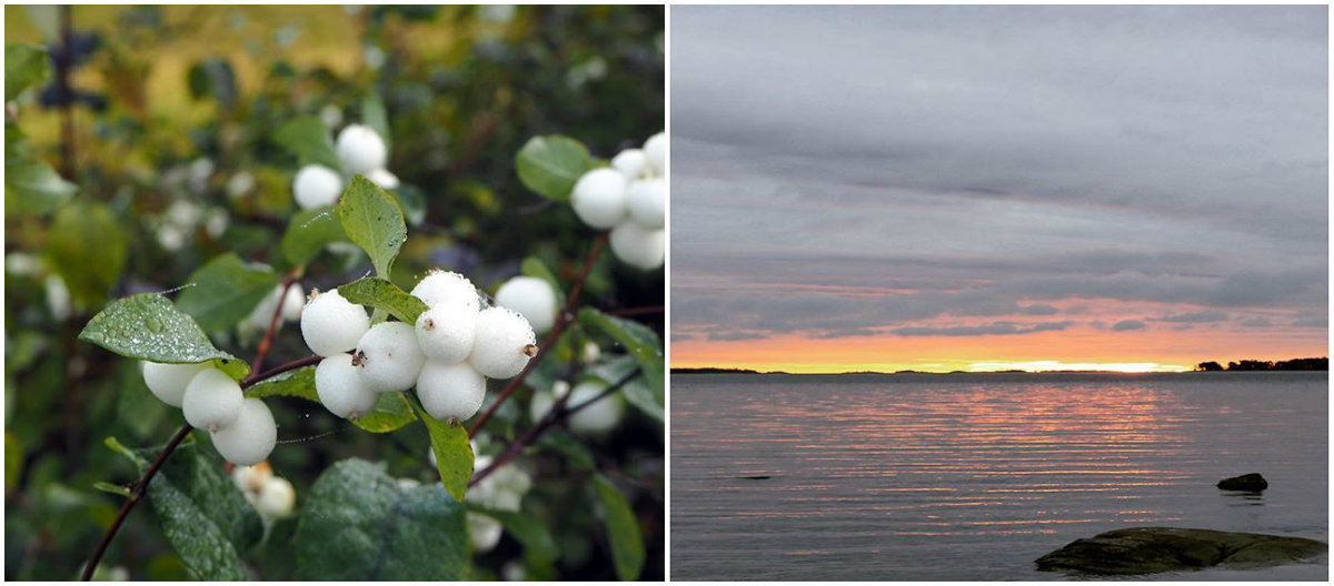 Suosituimmat loka-marras