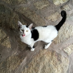 Bwindi Jungle Lodge Bwindi Jungle Lodge